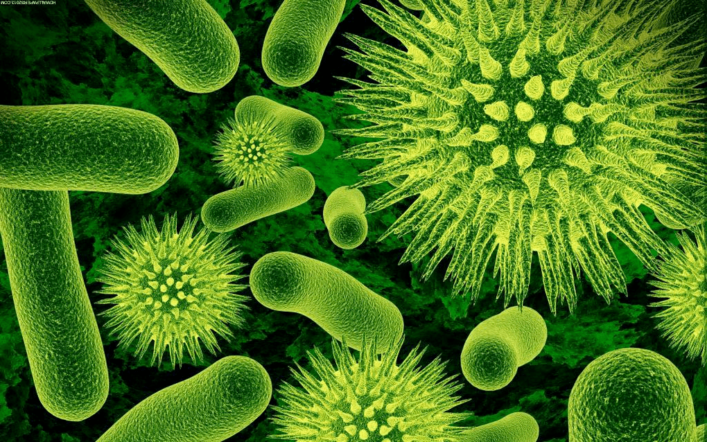 cómo entran las bacterias al cuerpo