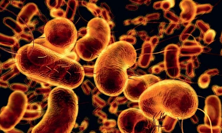 bacterias que causan prostatitis infecciosa